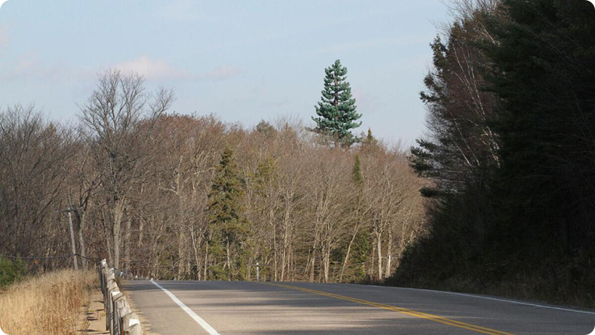 Image representing one our Bell Cell towers, disguised as a Pine tree